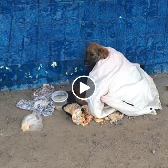 Lonely and Abandoned: The Heartbreaking Tale of a Stranded Pup at a Bus Stop