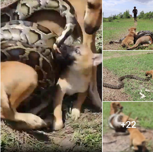 Brave Pooch Saves Its Mother from a Massive Python Attack